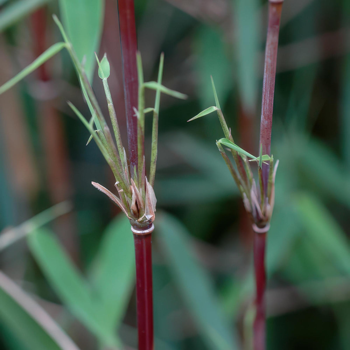 Fargesia nitida Red Dragon, bladhoudende bamboe voor de tuin, groene bladeren