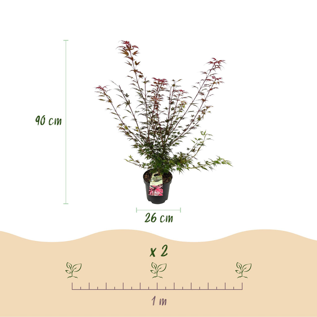 Japanse esdoorn Shaina, compacte boom met dieprood blad, kenmerkend blad