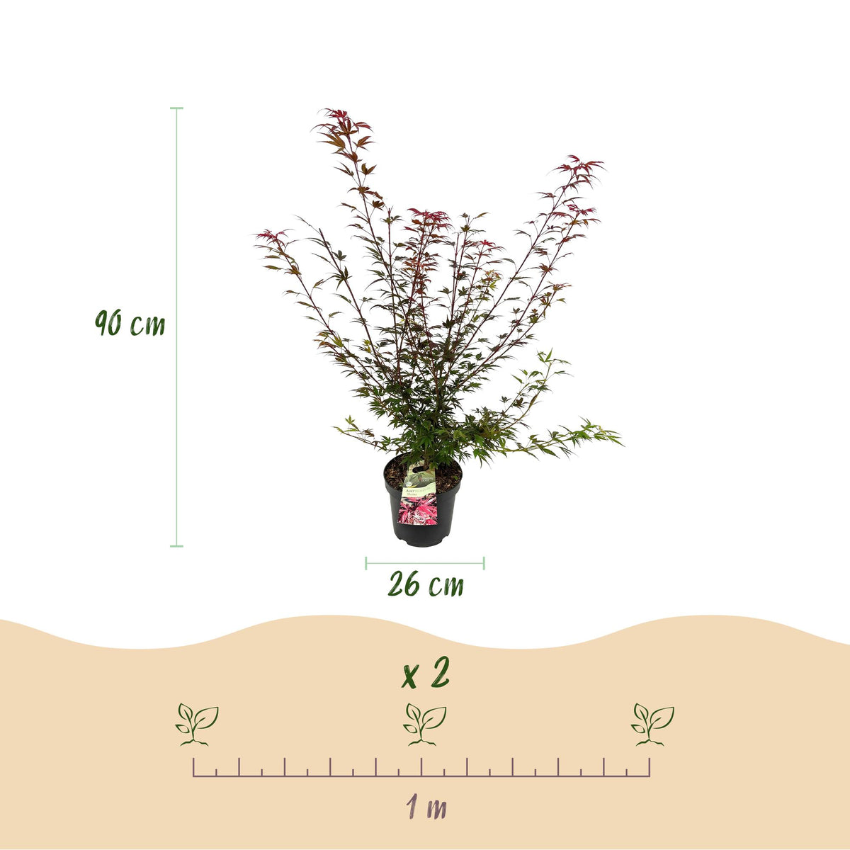 Japanse esdoorn Shaina, compacte boom met dieprood blad, kenmerkend blad