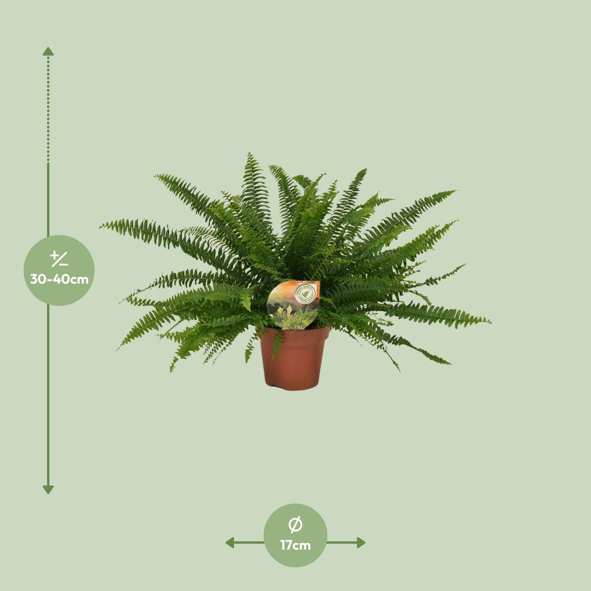 Detailfoto van Nephrolepis Green Lady