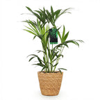 Howea Forsteriana, detail van het blad