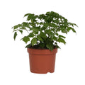 Productafbeelding van Pureplant