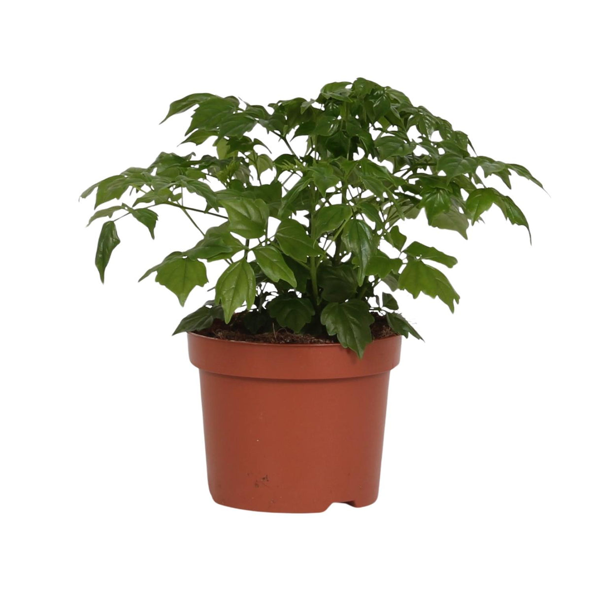 Productafbeelding van Pureplant