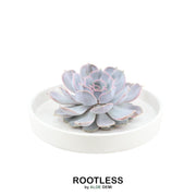 ROOTLESS Succulent Echeveria Lilacina in schaal &