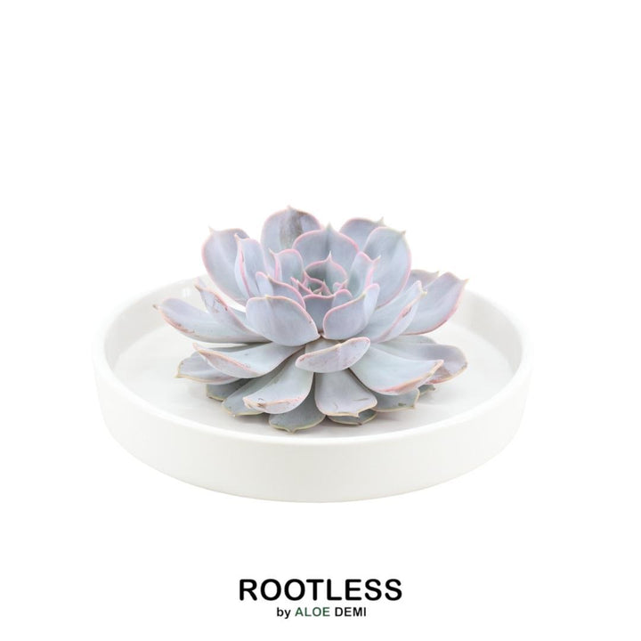 ROOTLESS Succulent Echeveria Lilacina in schaal &