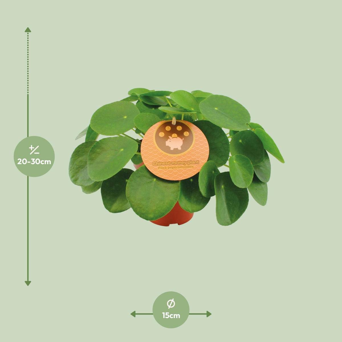 Detailfoto van Pilea Peperomioides