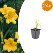 Hemerocallis &