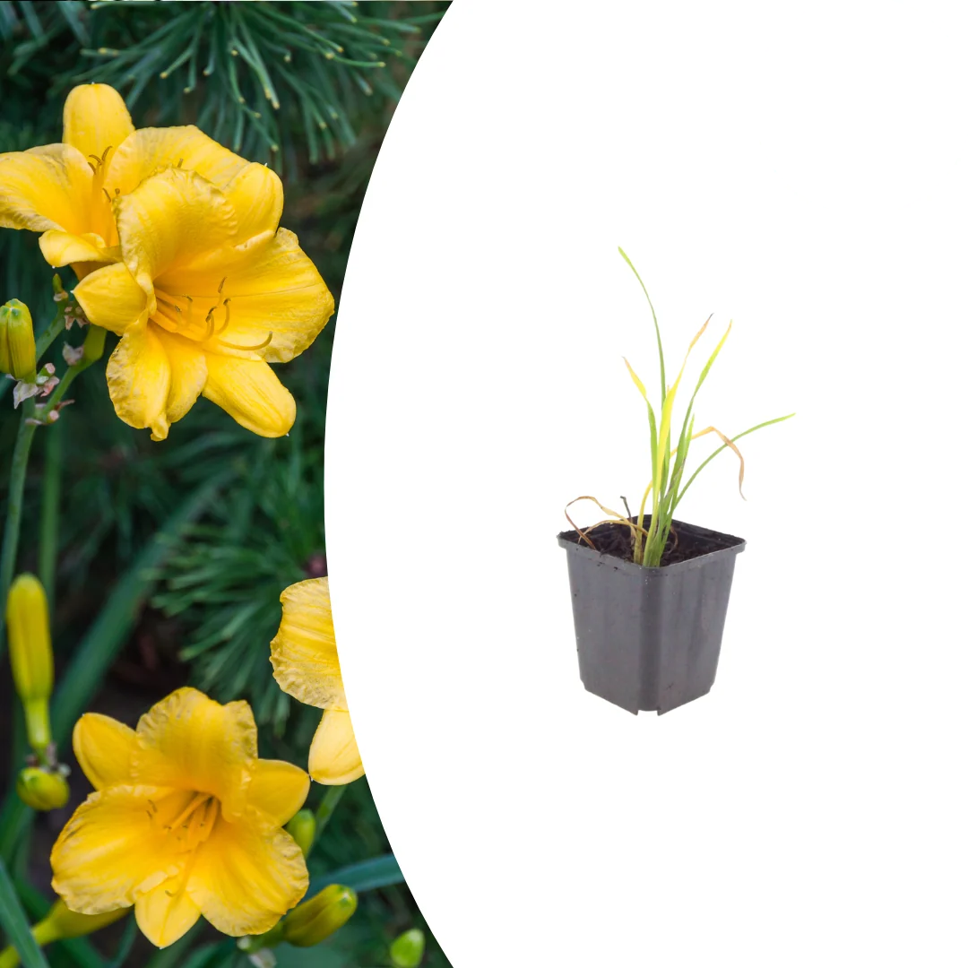 Hemerocallis 'Stella de Oro', kenmerkend blad