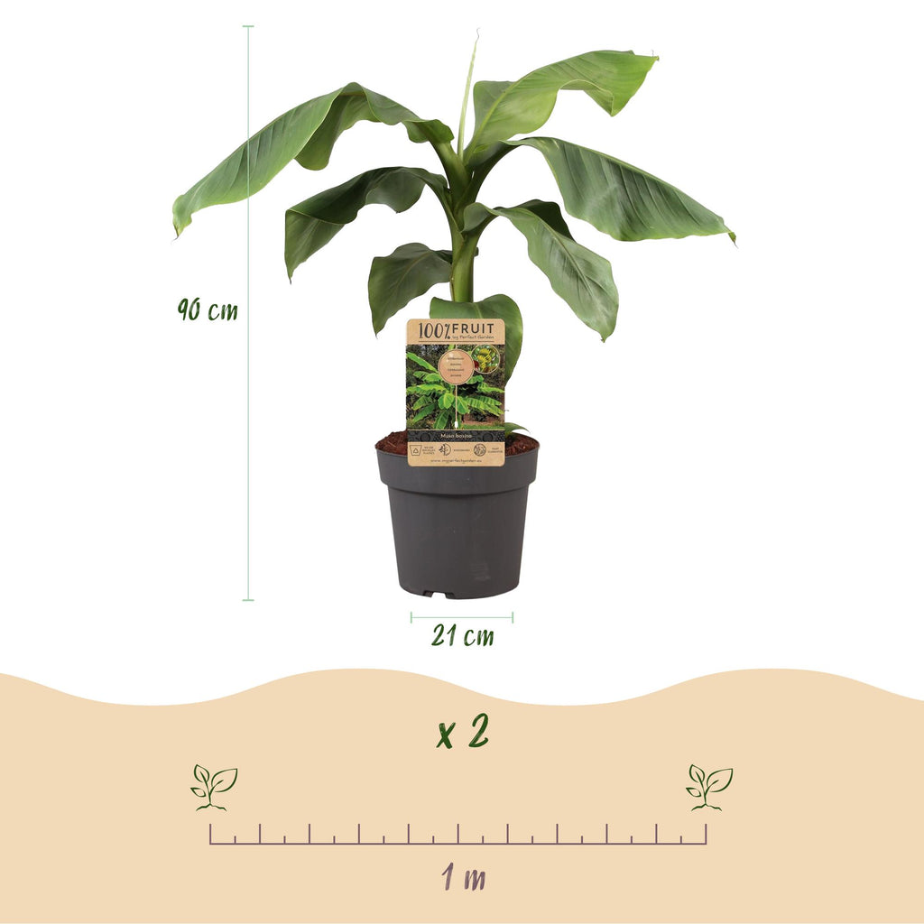Musa Basjoo, groene bladeren