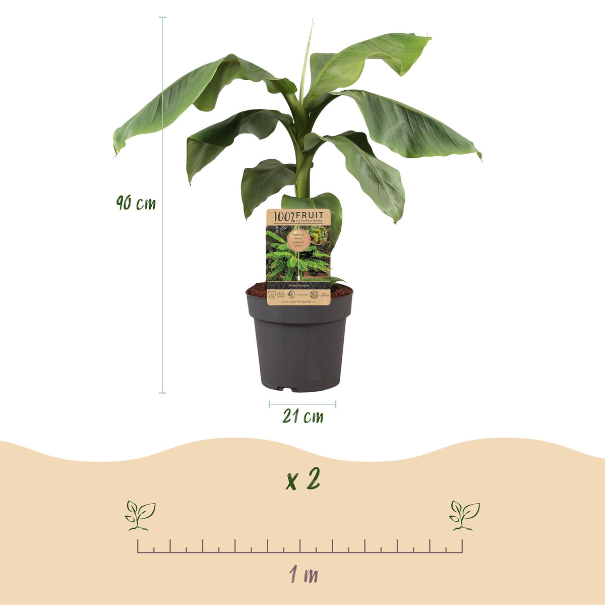 Musa Basjoo, groene bladeren