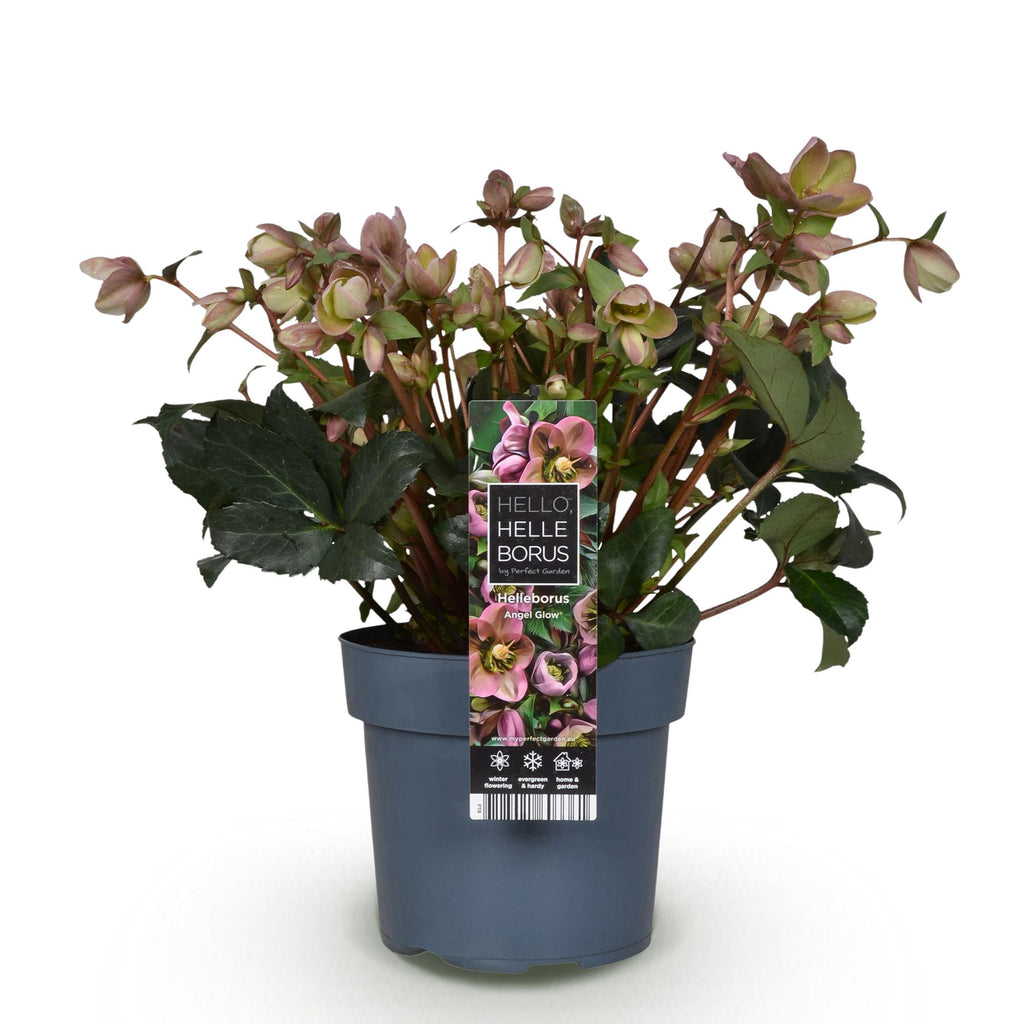 Lenten Rose, kenmerkend blad