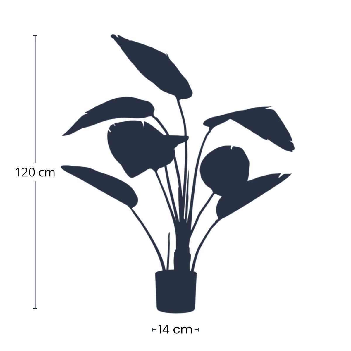 Strelitzia, detail van het blad