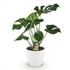 Monstera Deliciosa, groene bladeren