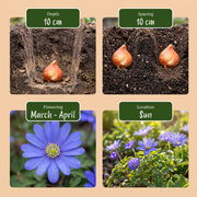 Blauwe bloembollen mix, Bulb Garden Blue, foto 4