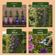 Clematis duo paars en roze - bosrank - set van 4
