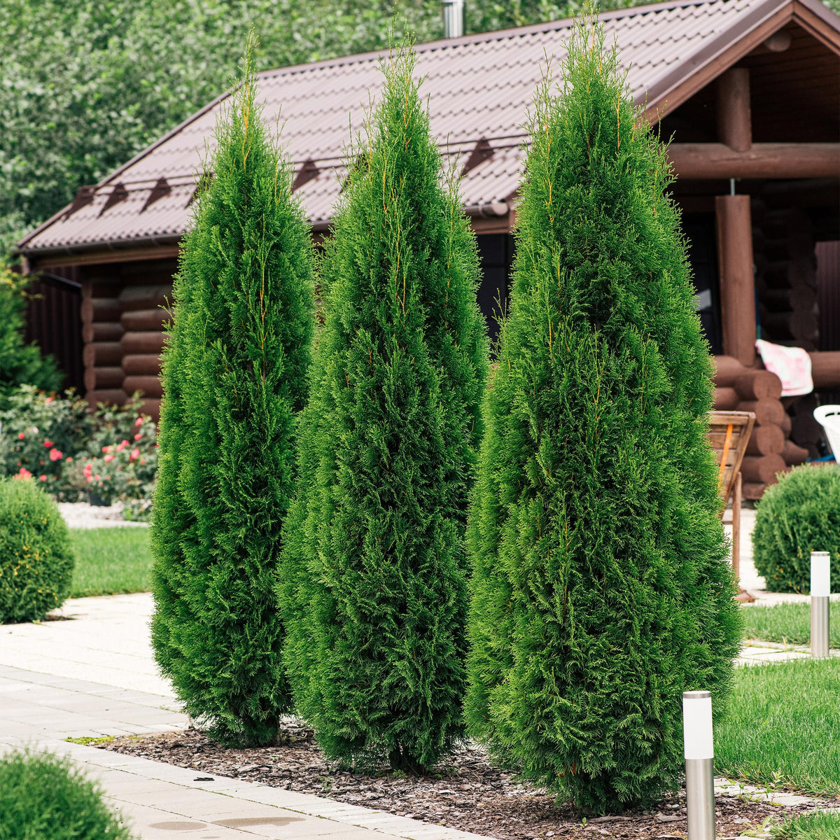 Thuja occidentalis Smaragd, groene bladeren