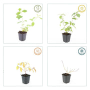 24x Cornus sang. &