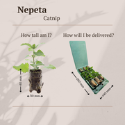 Kattenkruid Nepeta, aromatisch, zelf kweken, 6 pluggen