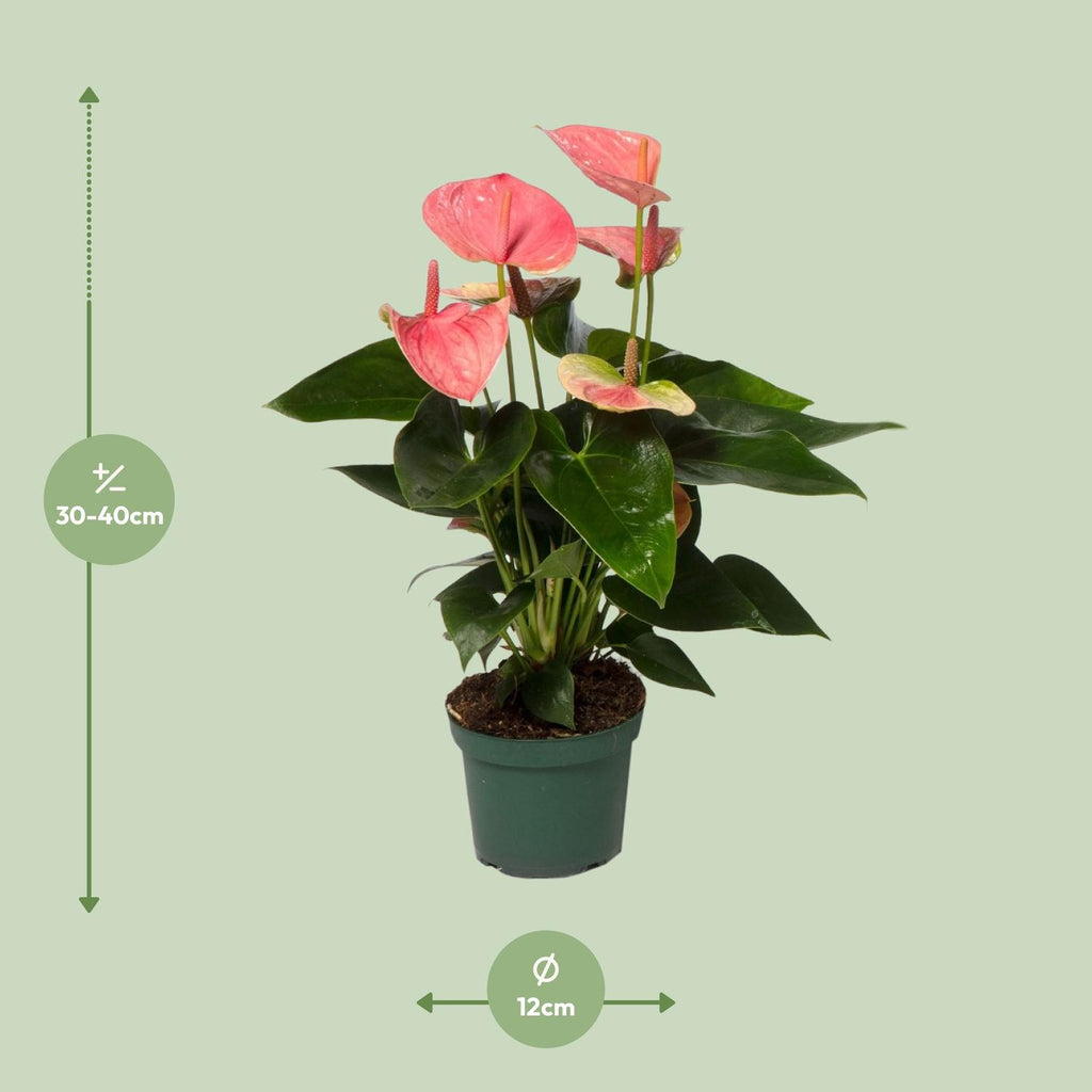Detailfoto van Anthurium Sweet Dream