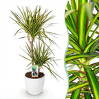 Dracaena Sunray, detail van het blad