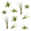 Productfoto van Tillandsia Air mix - 10 stuks