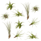Productfoto van Tillandsia Air mix - 10 stuks