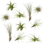 Tillandsia Air mix - 10 stuks