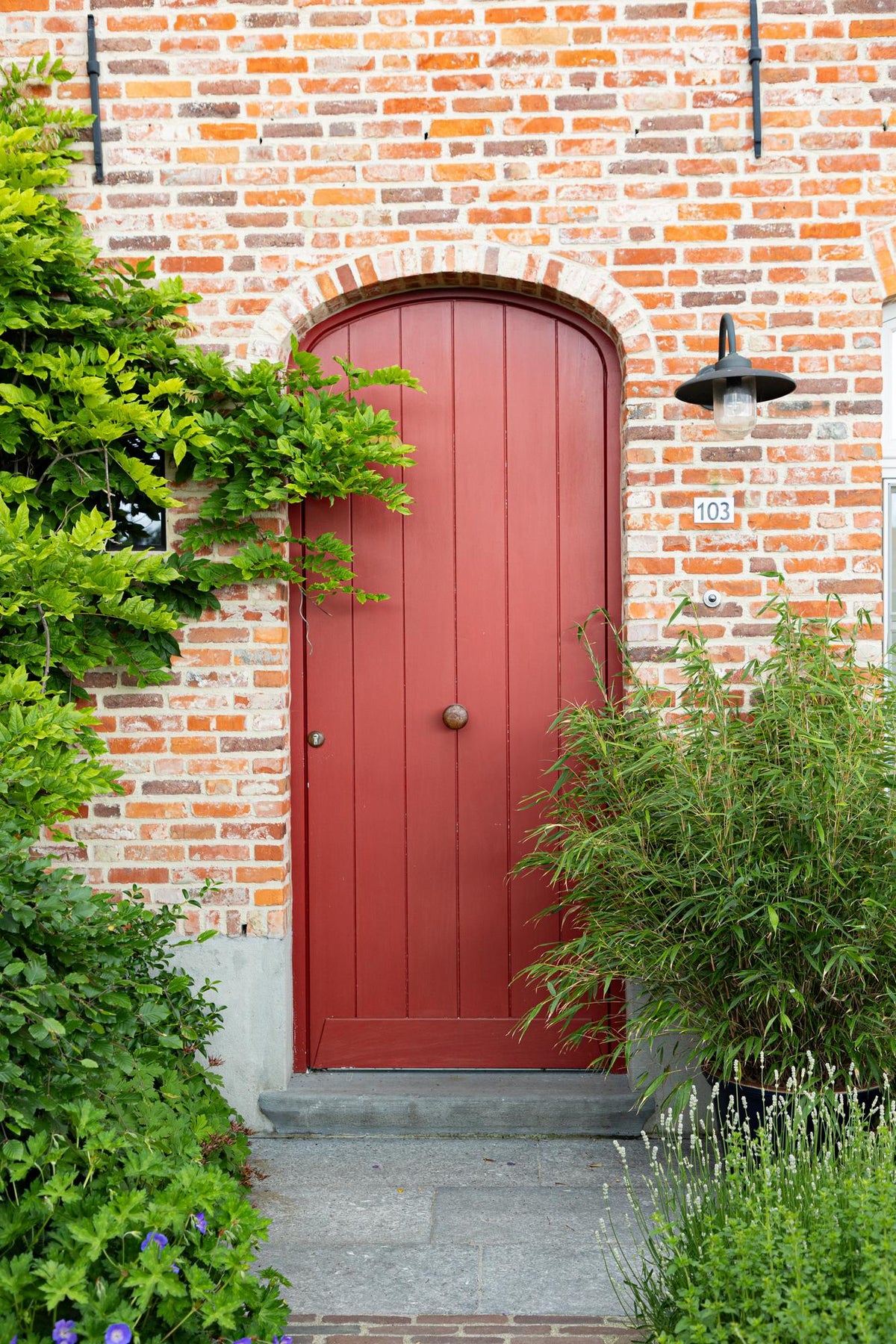 Fargesia rufa, 80 cm hoog, groeiwijze van de plant