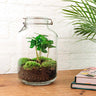 DIY terrarium - Jar - Coffea Arabica - Zonder gereedschap