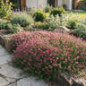 Thymus praecox 'Red Carpet' - rode kruiptijm - 6 planten