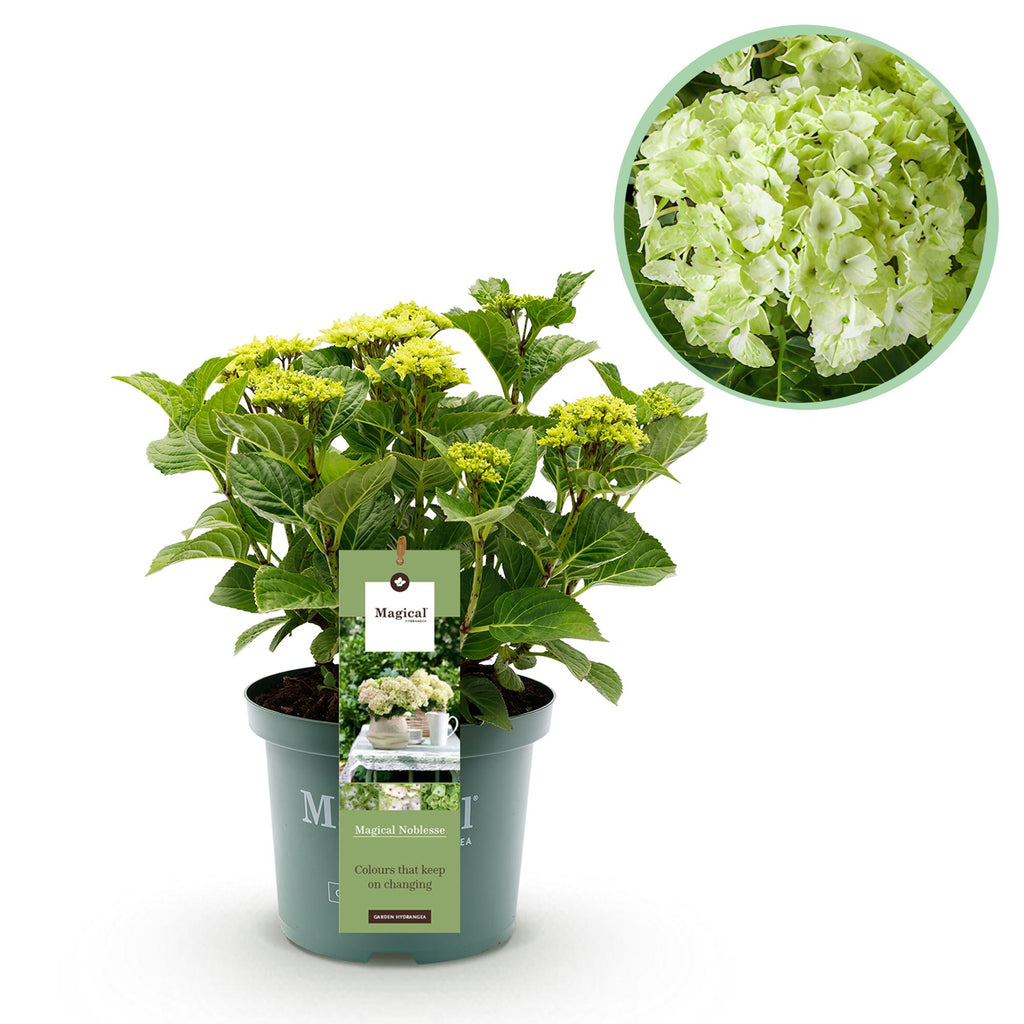 Hortensia Hydrangea Magical Nobless, detail van het blad