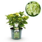 Hortensia Hydrangea Magical Nobless, detail van het blad