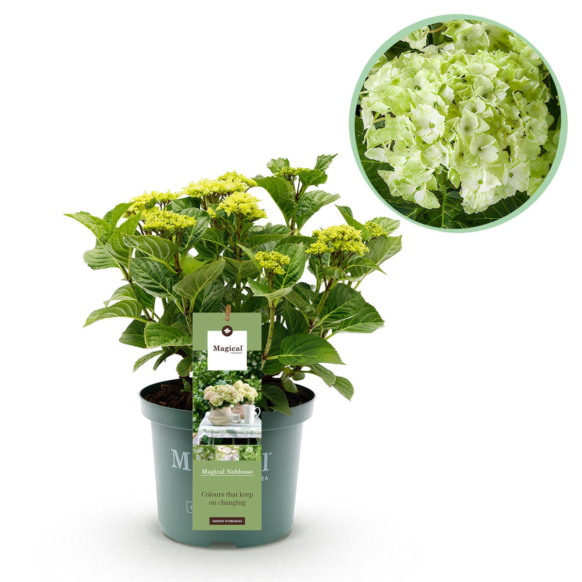 Hortensia Hydrangea Magical Nobless, detail van het blad