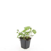 Geranium cant. &