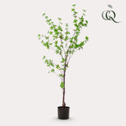 Kunstplant Tropaeolum speciosum, Oost-Indische kers, 150 cm