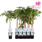 Productafbeelding van Pureplant
