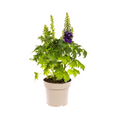 Delphinium Elatum Purple, plant in pot