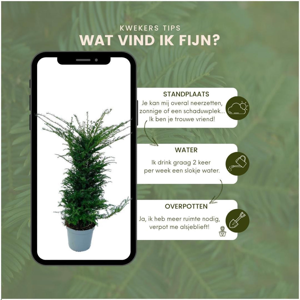 Grote taxus haagplanten, 12 liter, 20 stuks voor 10 meter, groene bladeren