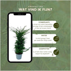 Grote taxus haagplanten, 12 liter, 20 stuks voor 10 meter, groene bladeren