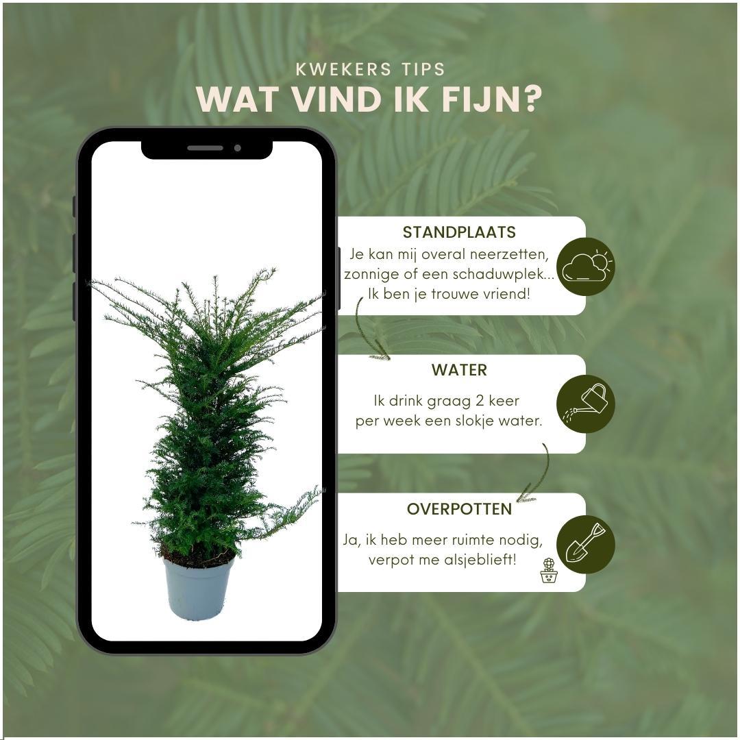 Grote taxus haagplanten, 12 liter, 20 stuks voor 10 meter, groene bladeren
