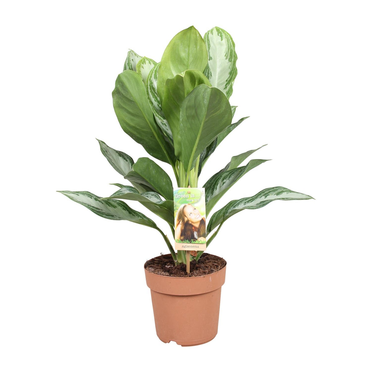 Aglaonema Silver Bay - Chinese Evergreen, plant in pot