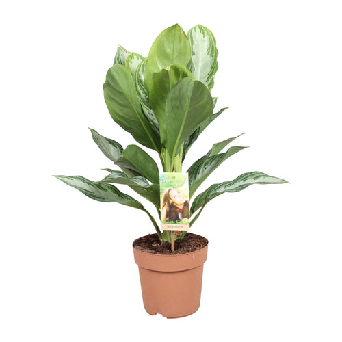 Aglaonema Silver Bay - Chinese Evergreen, plant in pot