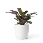Ctenanthe Burle Marxii - Visgraatplant - met witte pot, detail van het blad