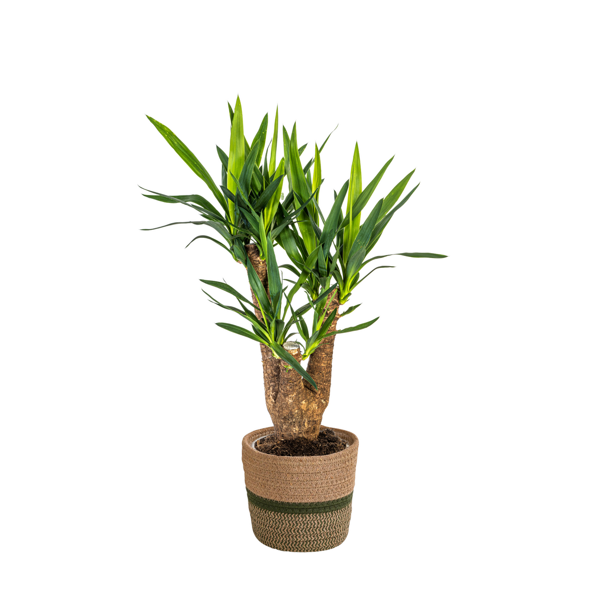 Yucca Elephantipes Vertakt met mand, plant in pot