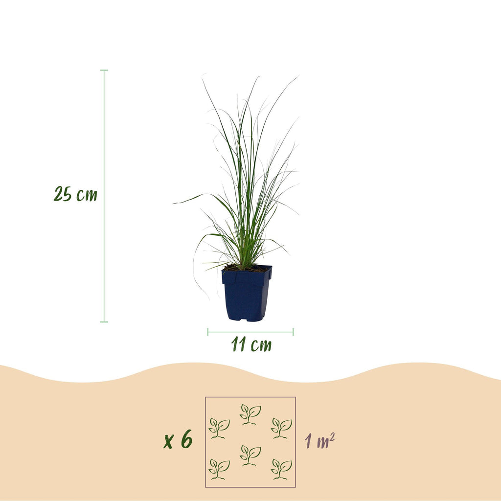 Dwergpampasgras Cortaderia 'Pumila', met pluim, grijs, plant in pot