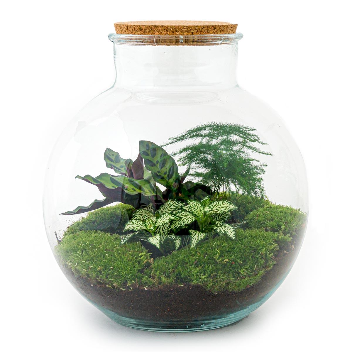 Detailfoto van DIY terrarium Bolder Bob met licht, compleet gereedschap