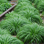 Carex oshimensis Intense Green, 50 cm hoog