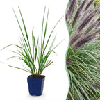 Lampenpoetsersgras Pennisetum 'Black Beauty', met pluim, gezonde plant
