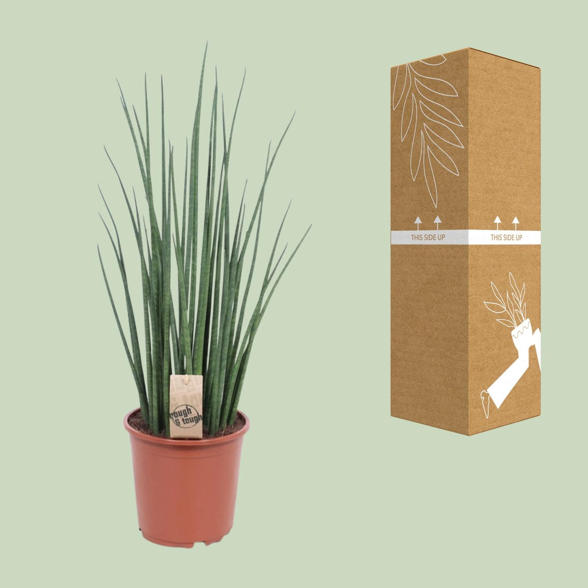 Detailfoto van Sansevieria Mikado
