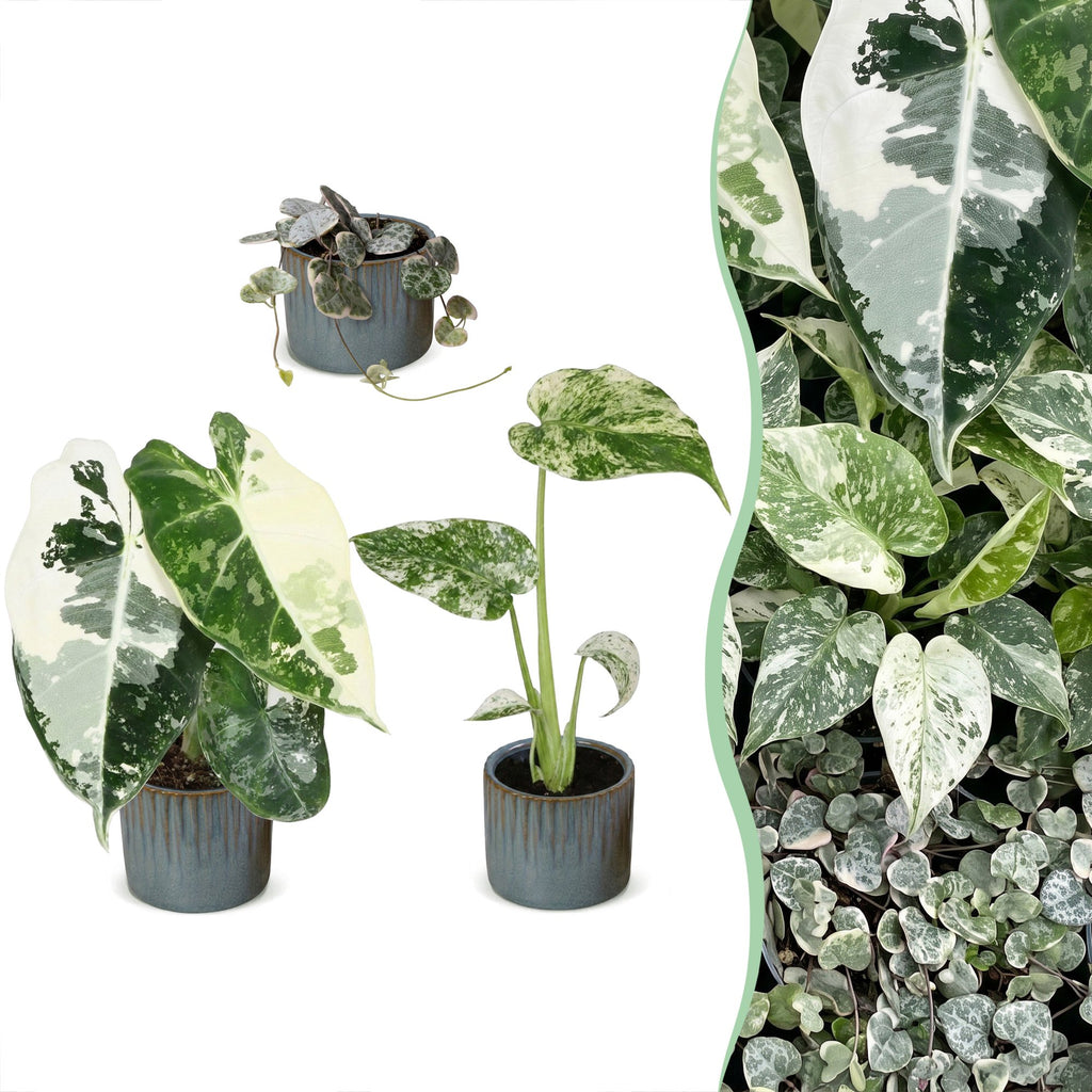 3x Baby Variegata Mix - Diversen - Tropisch - incl. Linnea Misty Blue - Ø6cm - ↕10-15cm, plant in pot